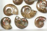 Lot: kg Iridescent, Red Flash Ammonites (-) - Pieces #82469-1